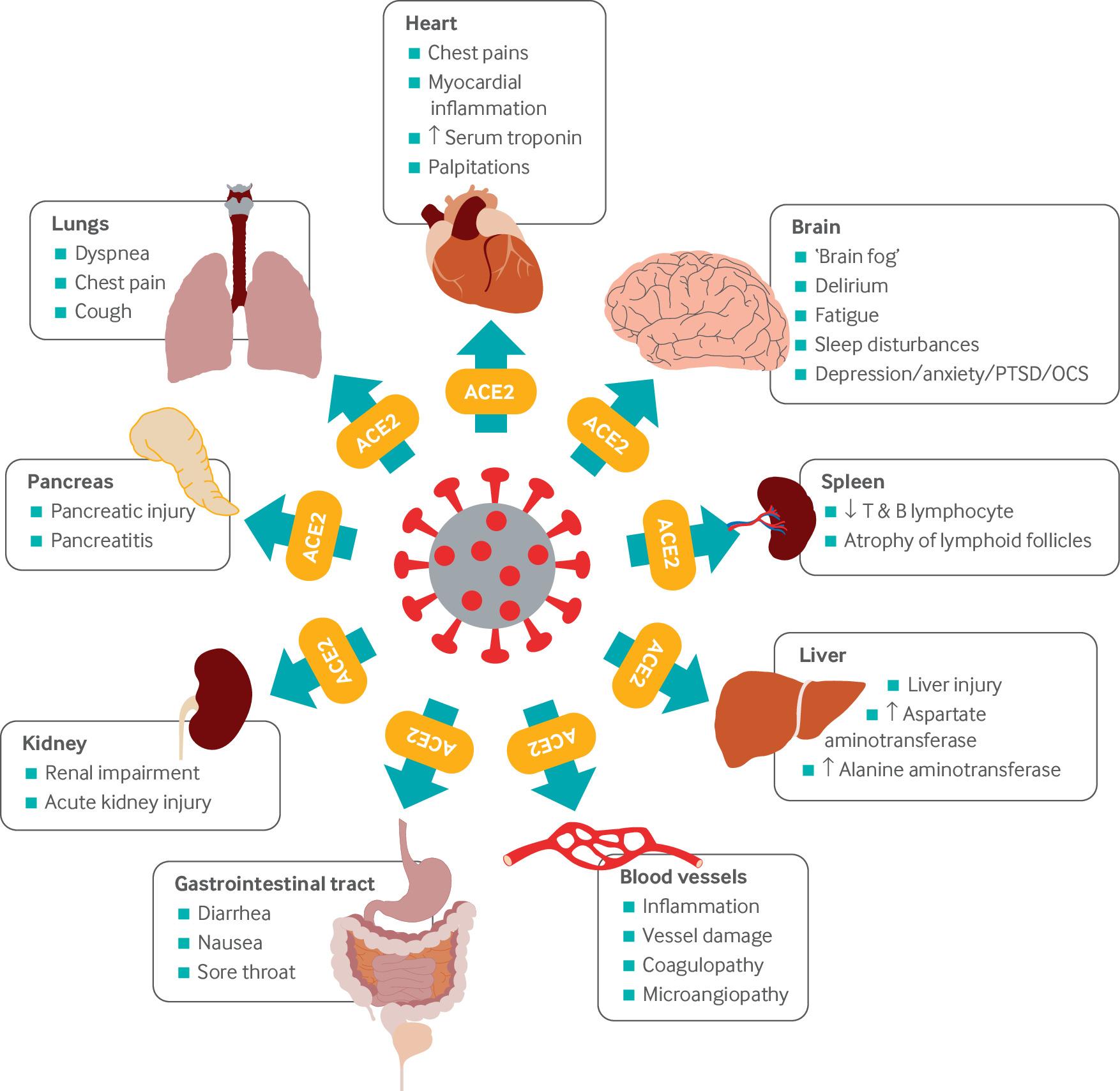 Understanding The Primary Risk Factors For Long Covid