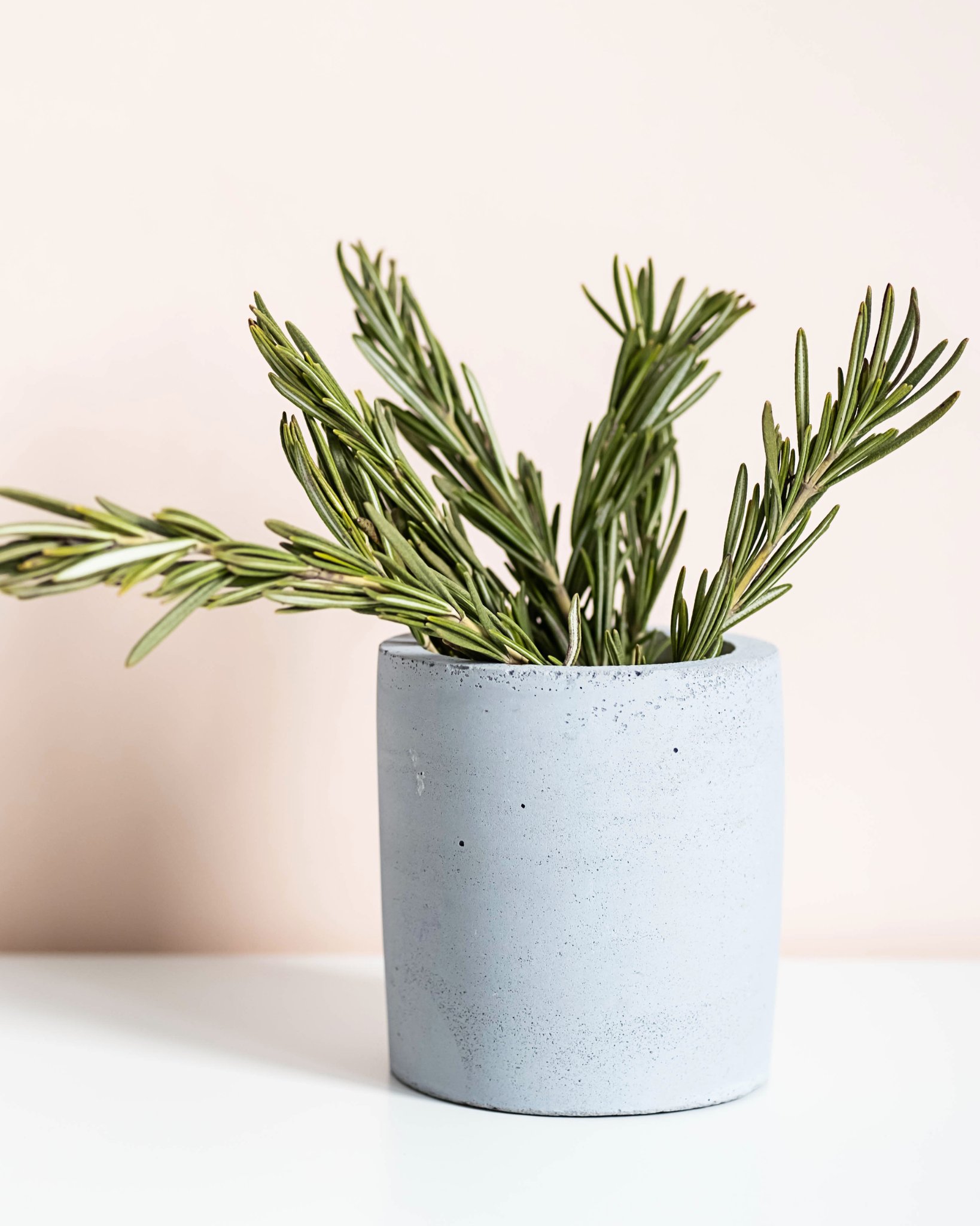 Rosemary Oil Does It Help Hair Growth