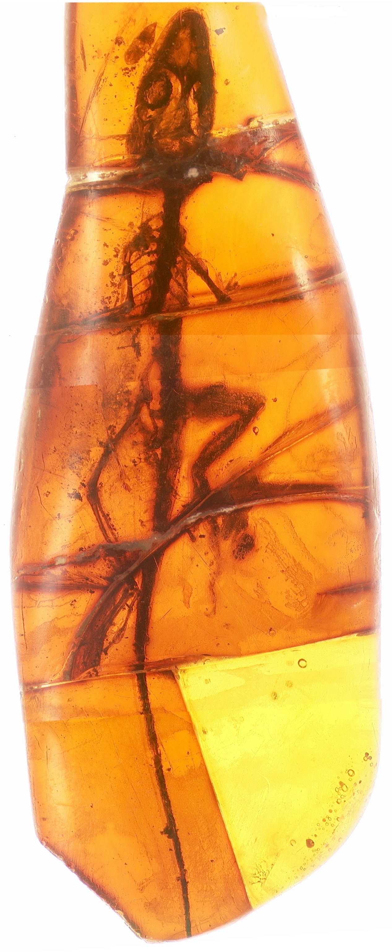 Scorpion Sting Antivenom