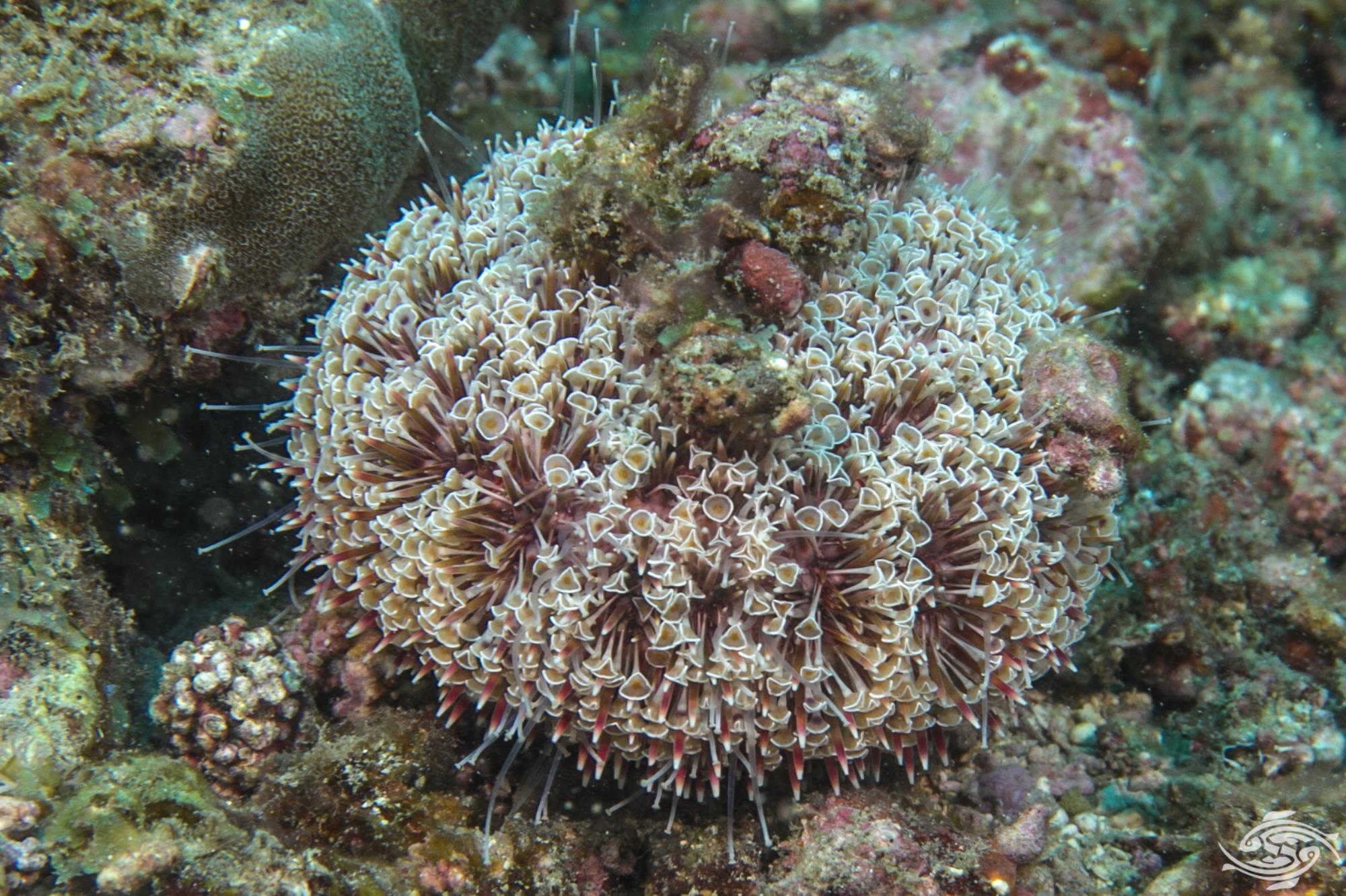 Sea Moss Pills