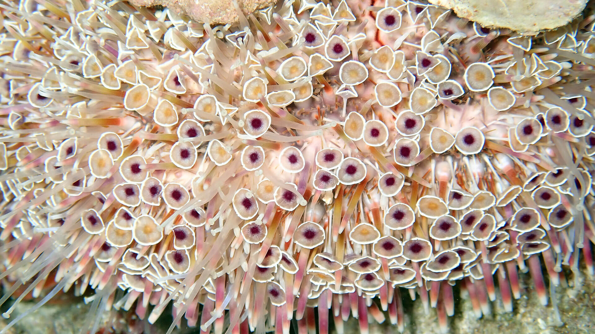 Sea Salt Iodised