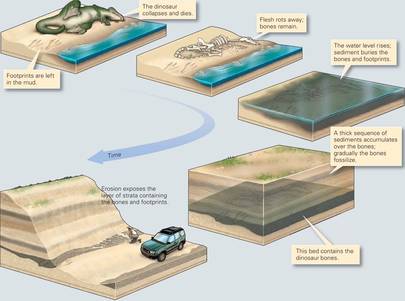 Sedimentary Structures