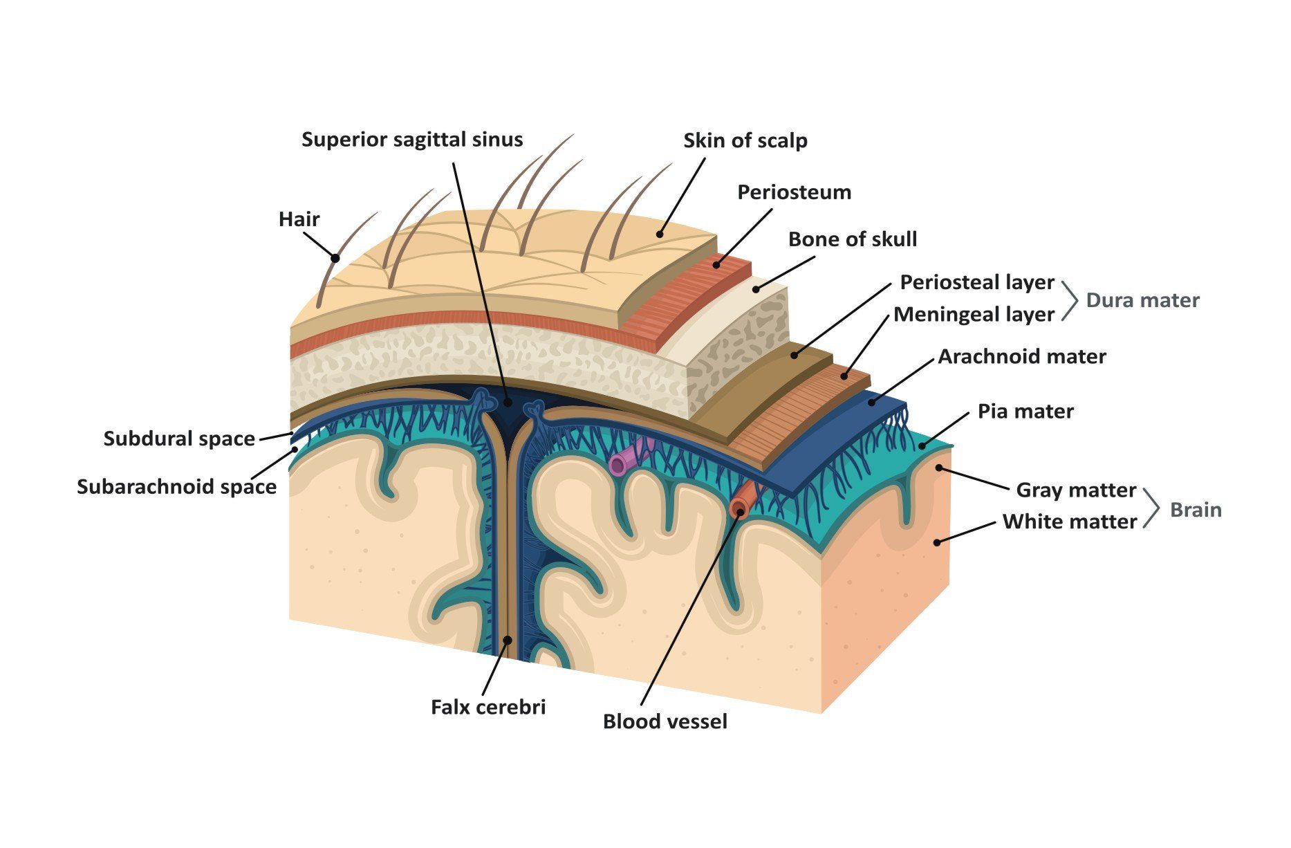 Sinuses Infection Headache