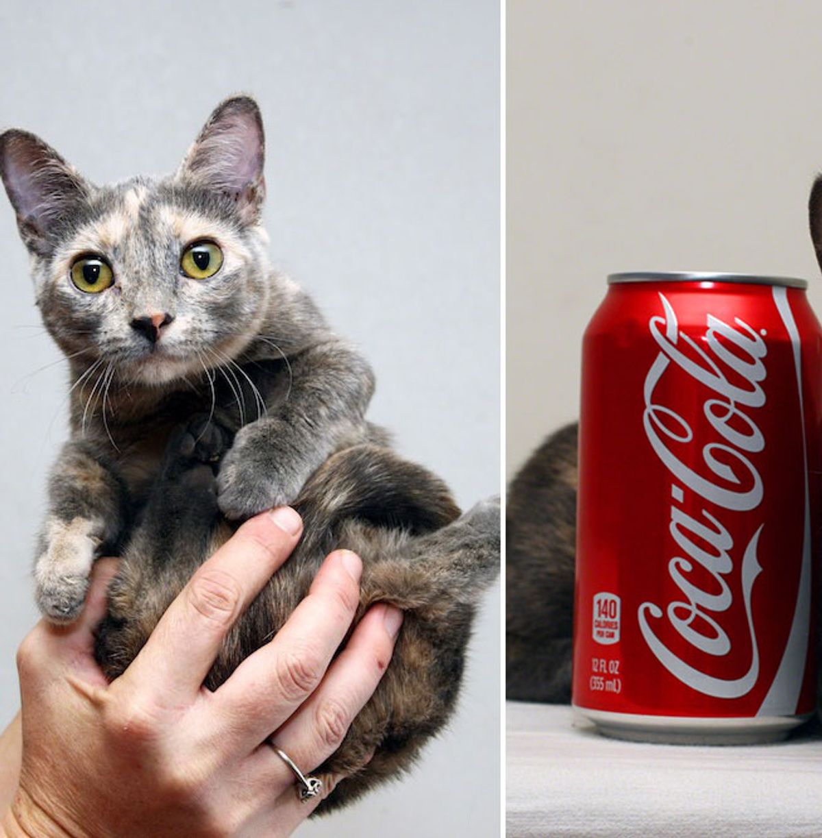 Meet The Smallest Cat In The World Record Holder