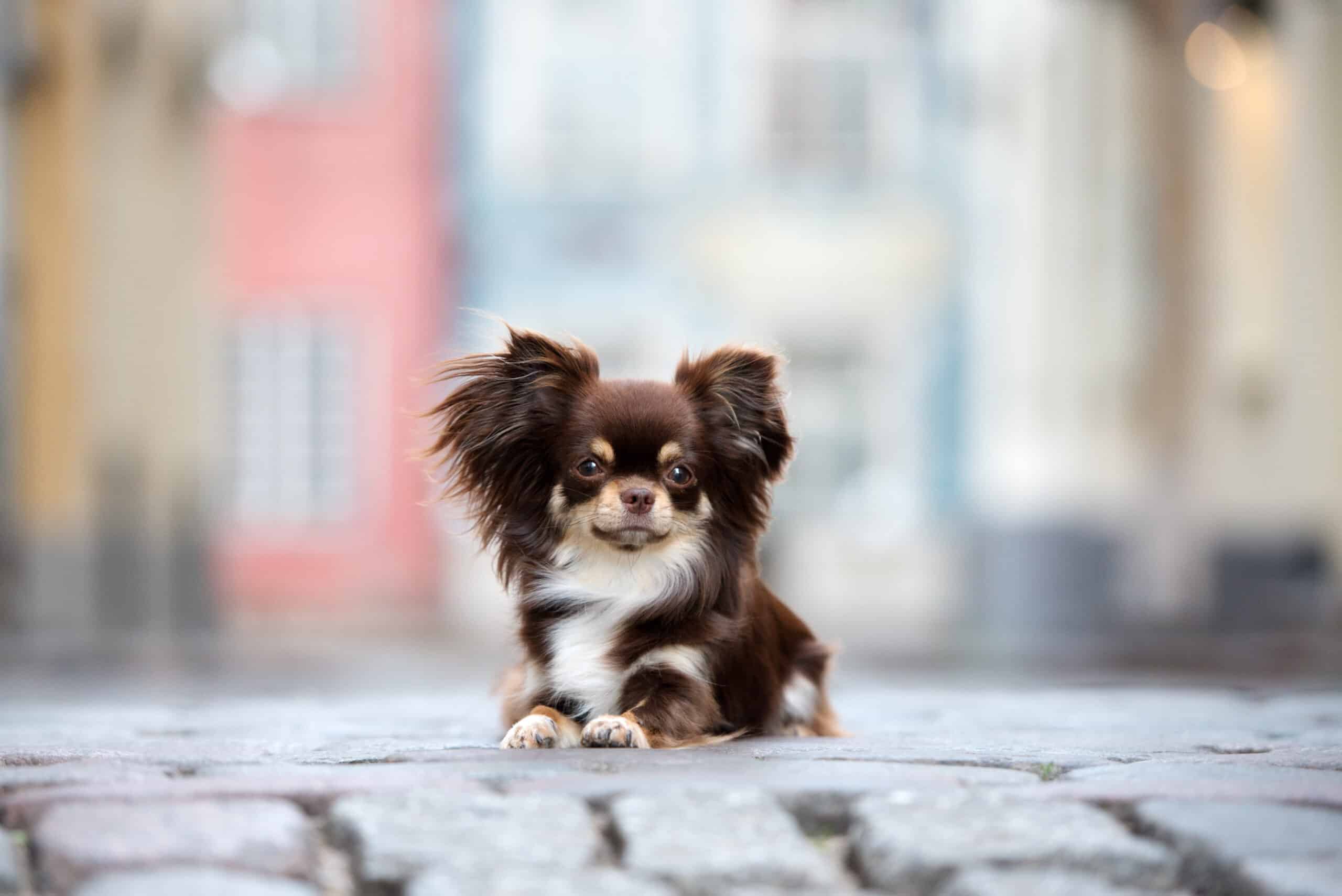 The Smallest Dog In The World Breed: Facts And Myths