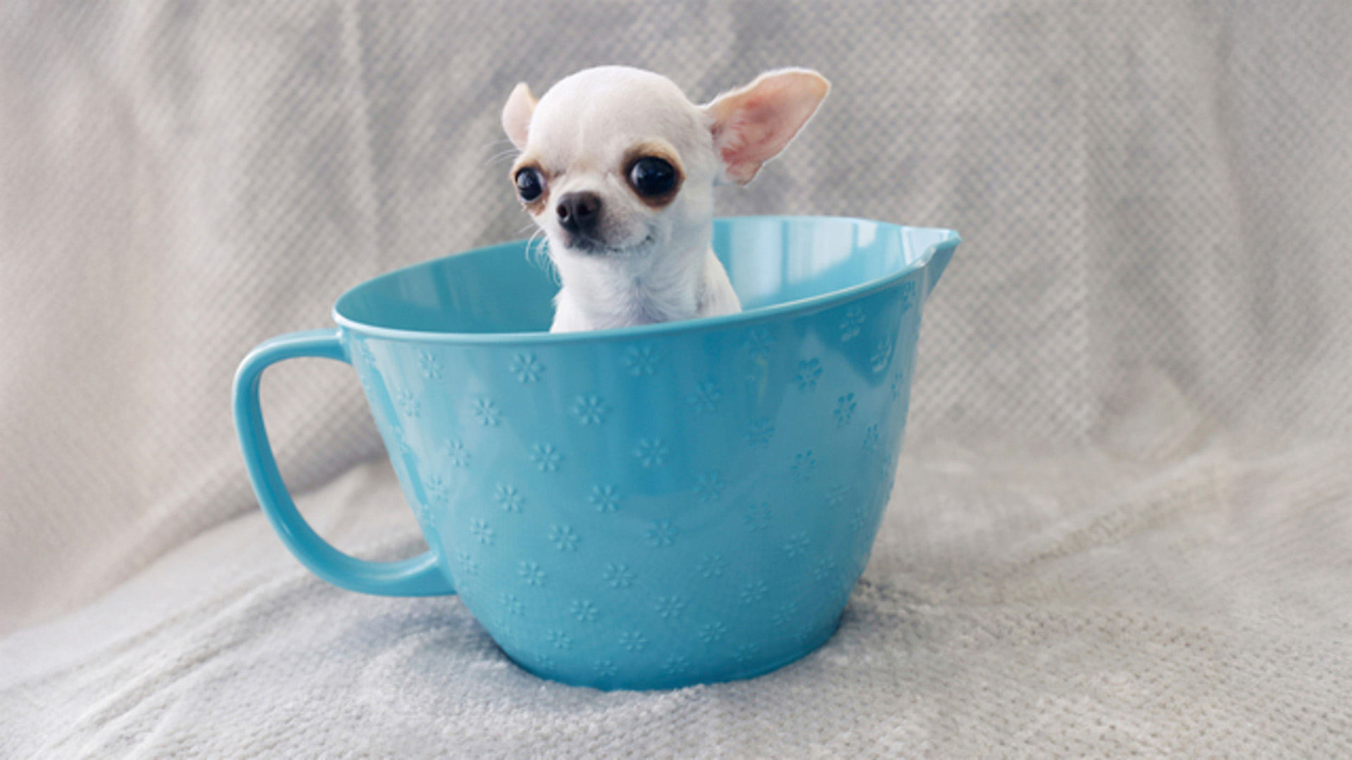 Meet The Tiny Recordbreaker: The Smallest Dog In The World
