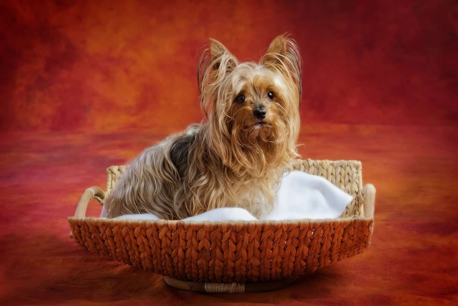 Is The Smallest Dog In The World A Yorkie? The Truth Revealed