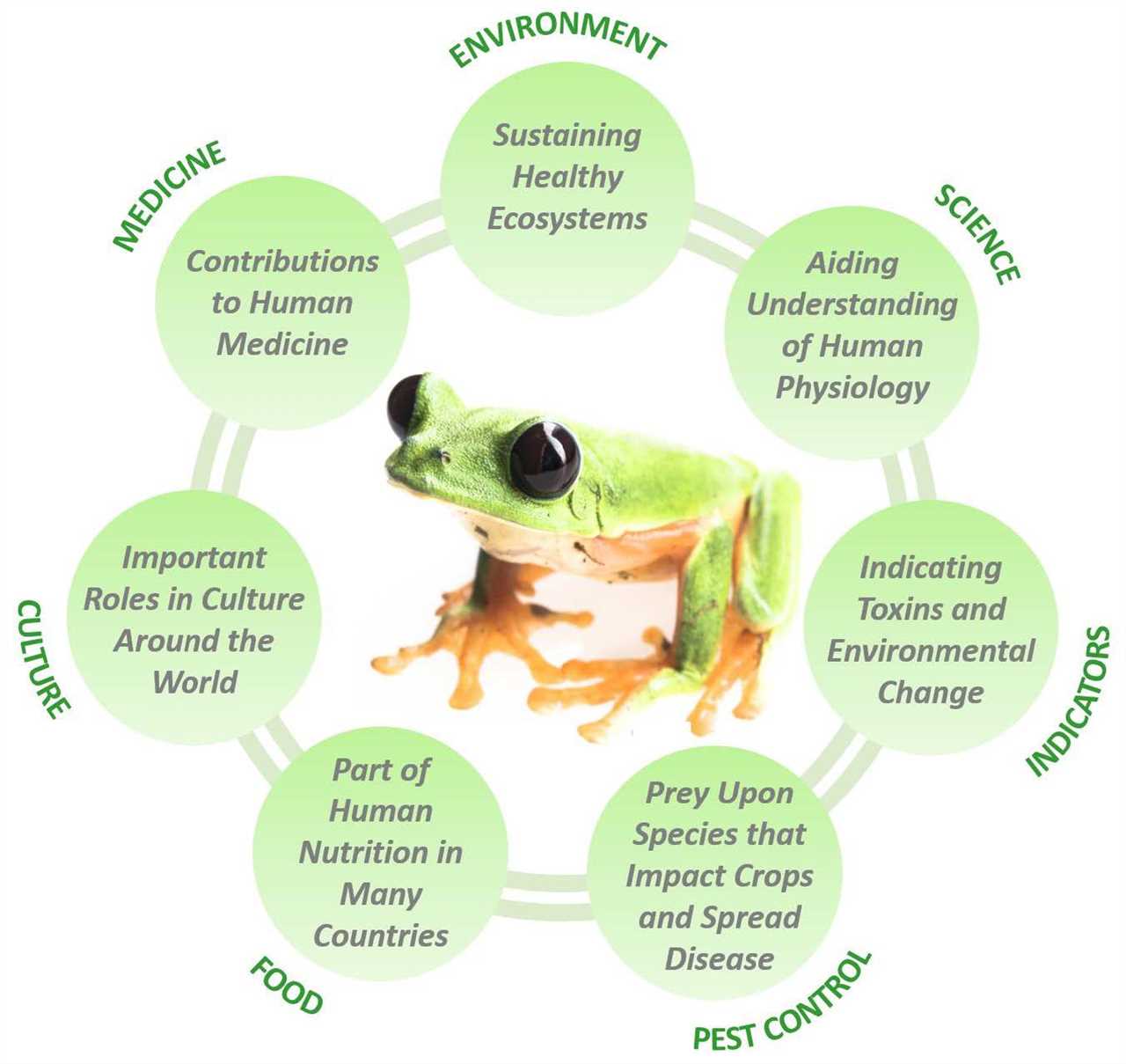 The Hidden Special Features Of Frogs That Help Them Thrive