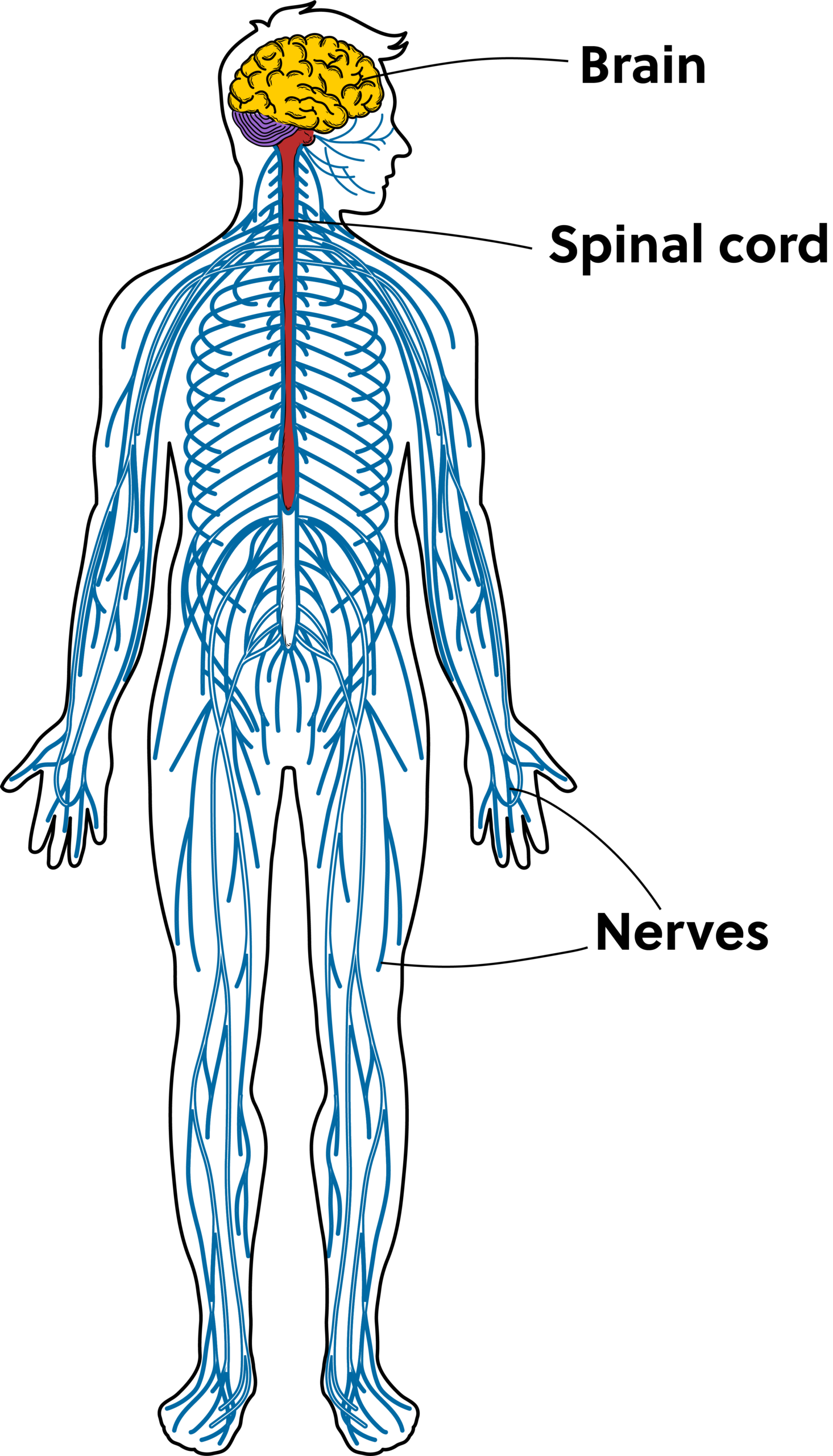 Spinal Fusion Recovery