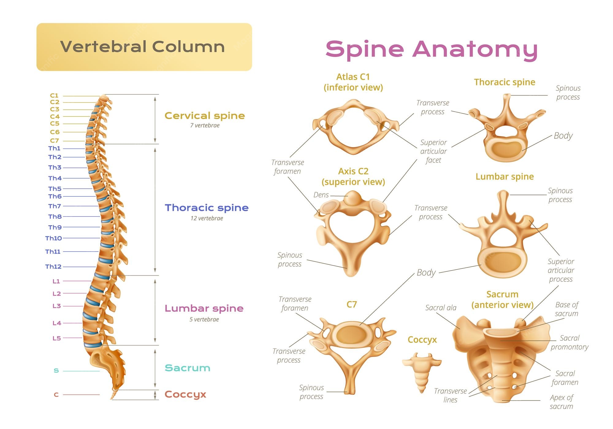Spine Cancer Symptoms