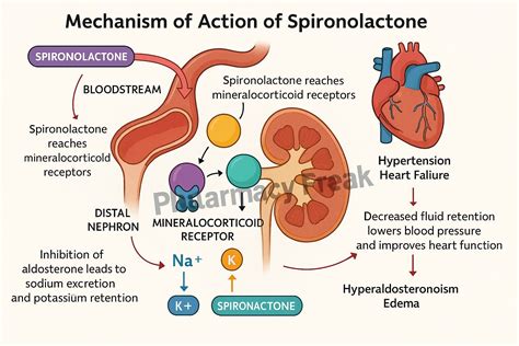 Spironolactone And Potassium