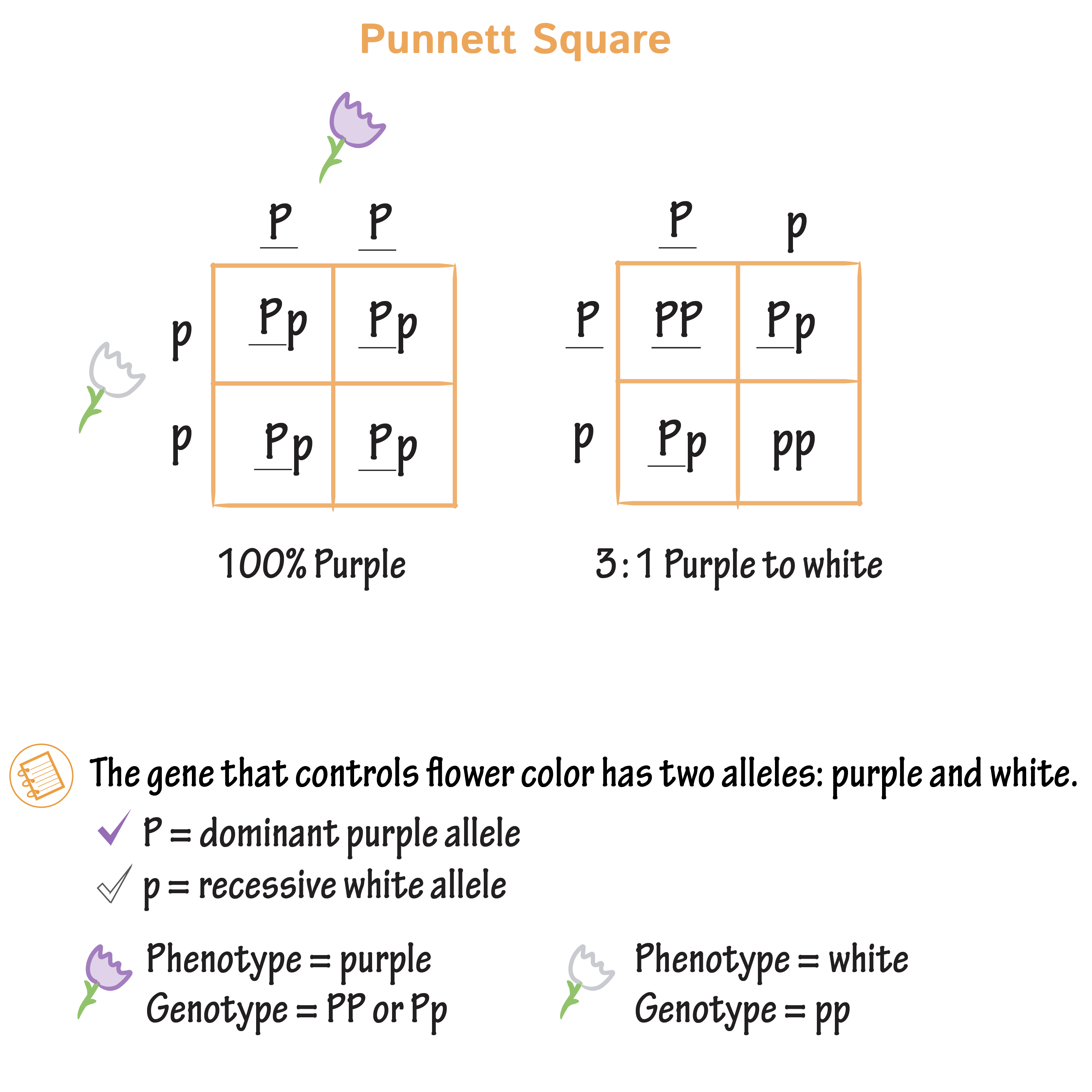 Square Meters Conversion Chart