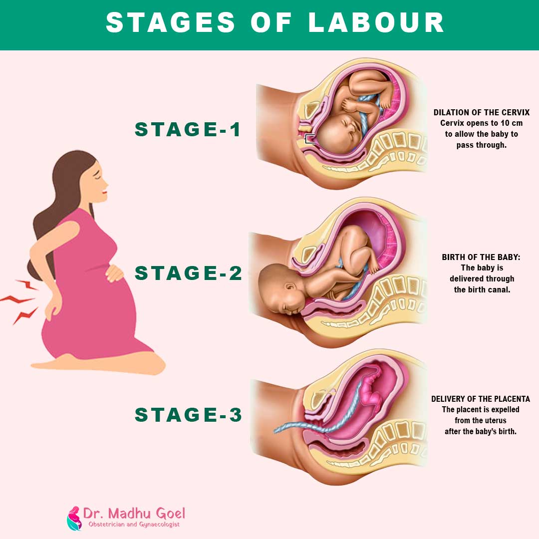 Stages Of Fetal Development