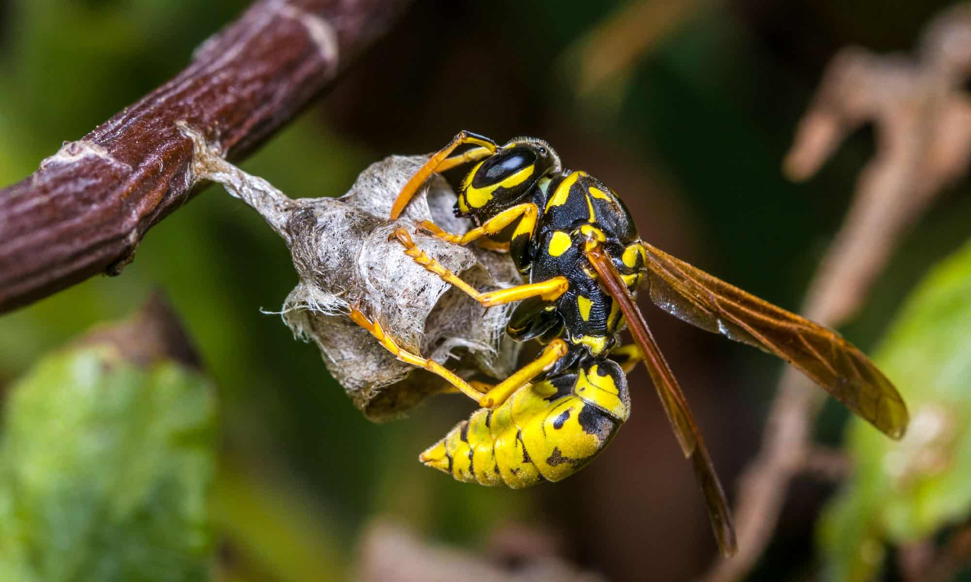 Sting Of Death