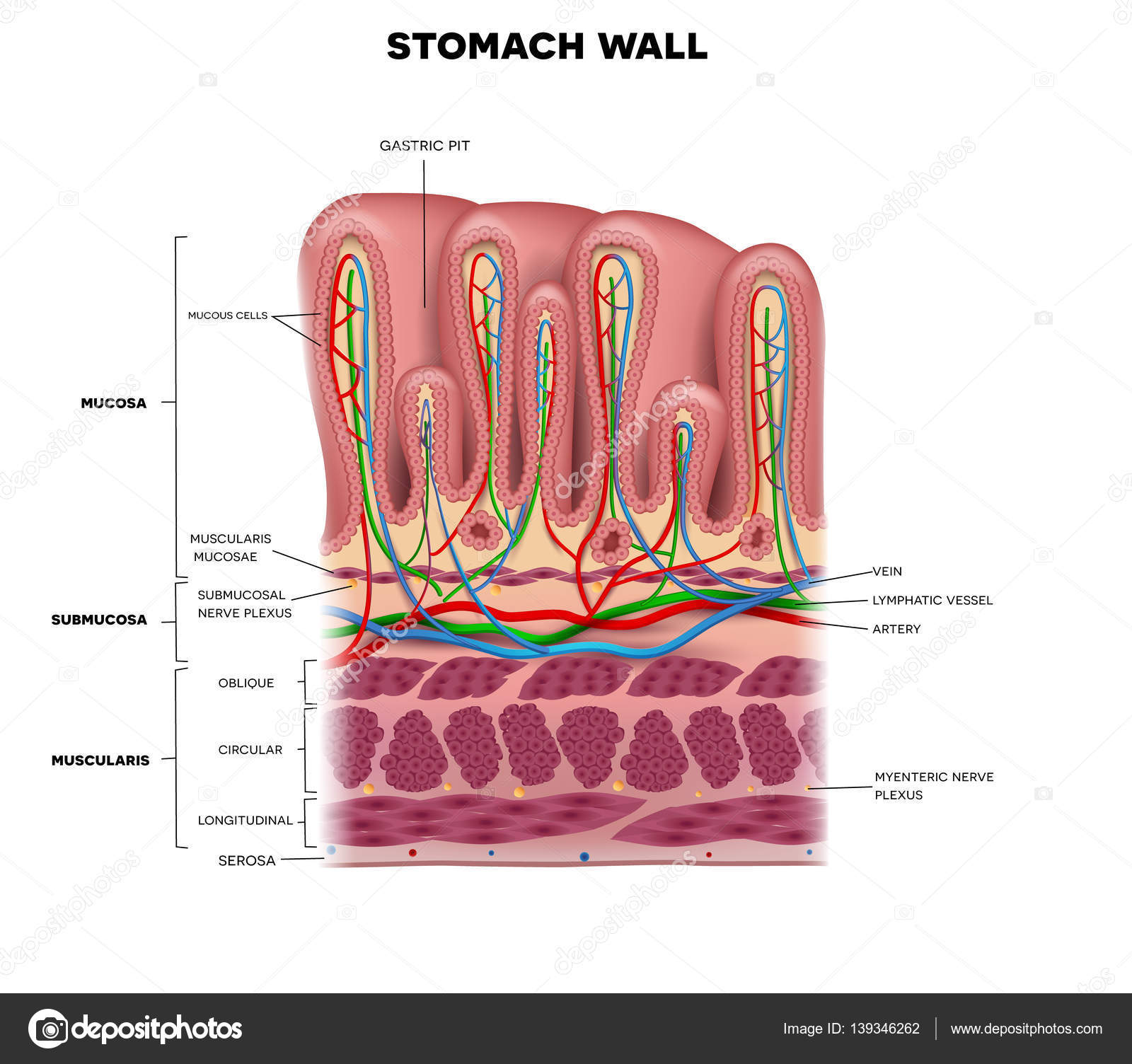 Stomach Virus Symptoms