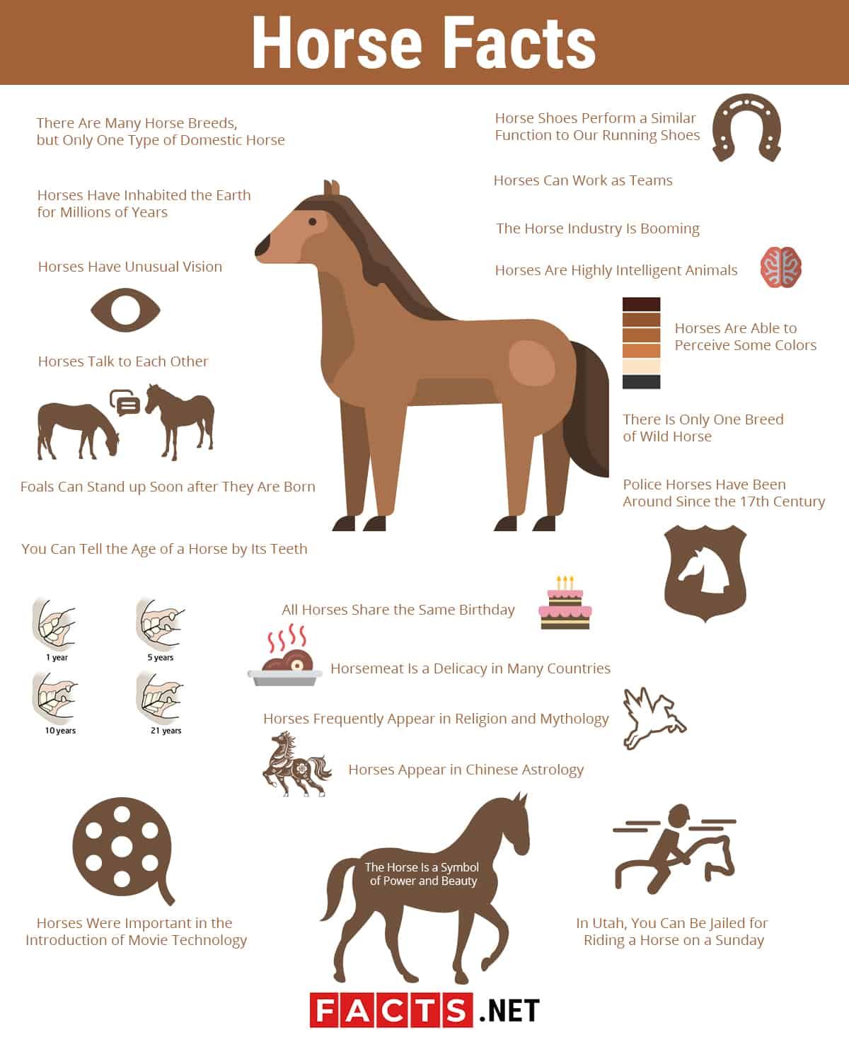 Beyond The Mane: 12 Strange Facts About Horses You Never Knew