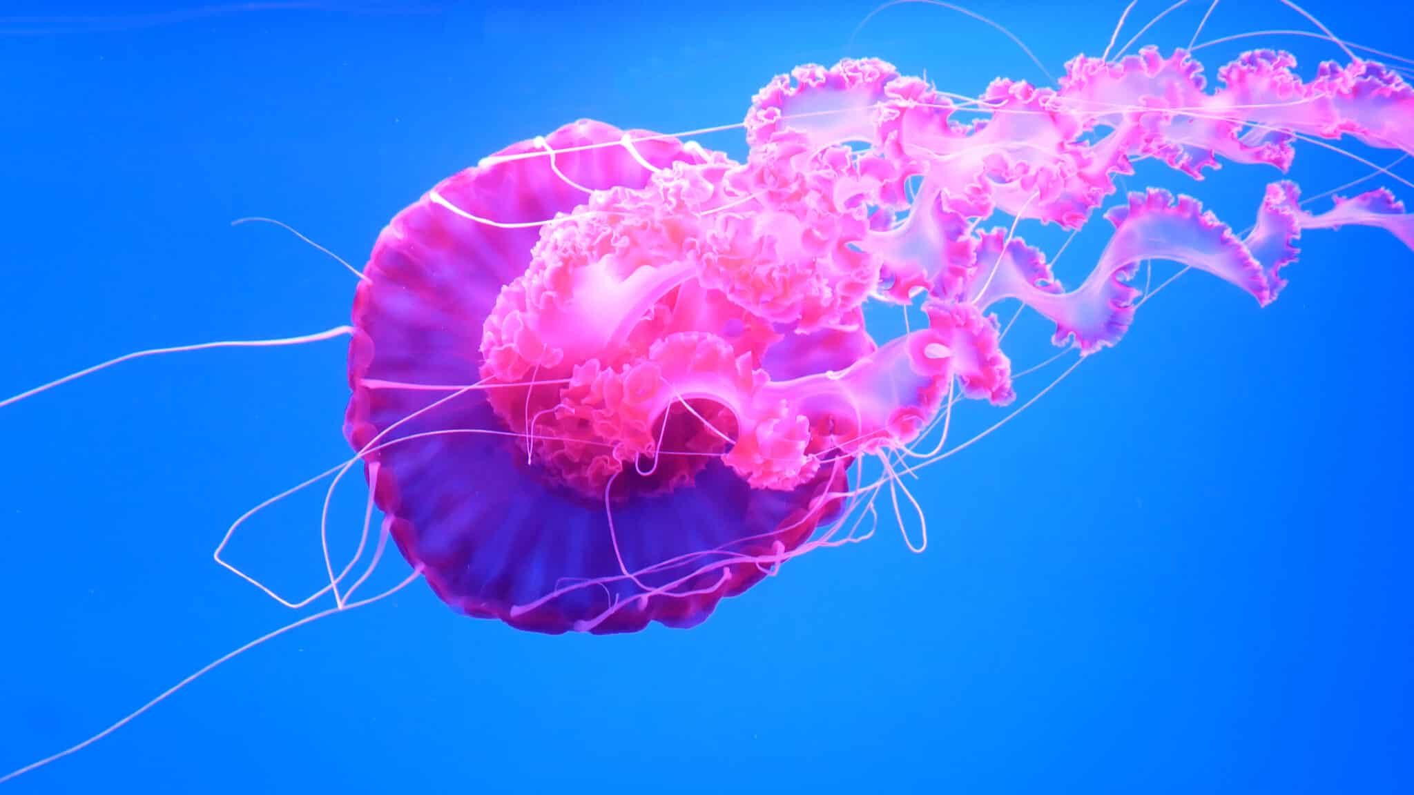 10 Strange Facts About Jellyfish That Defy Biological Logic