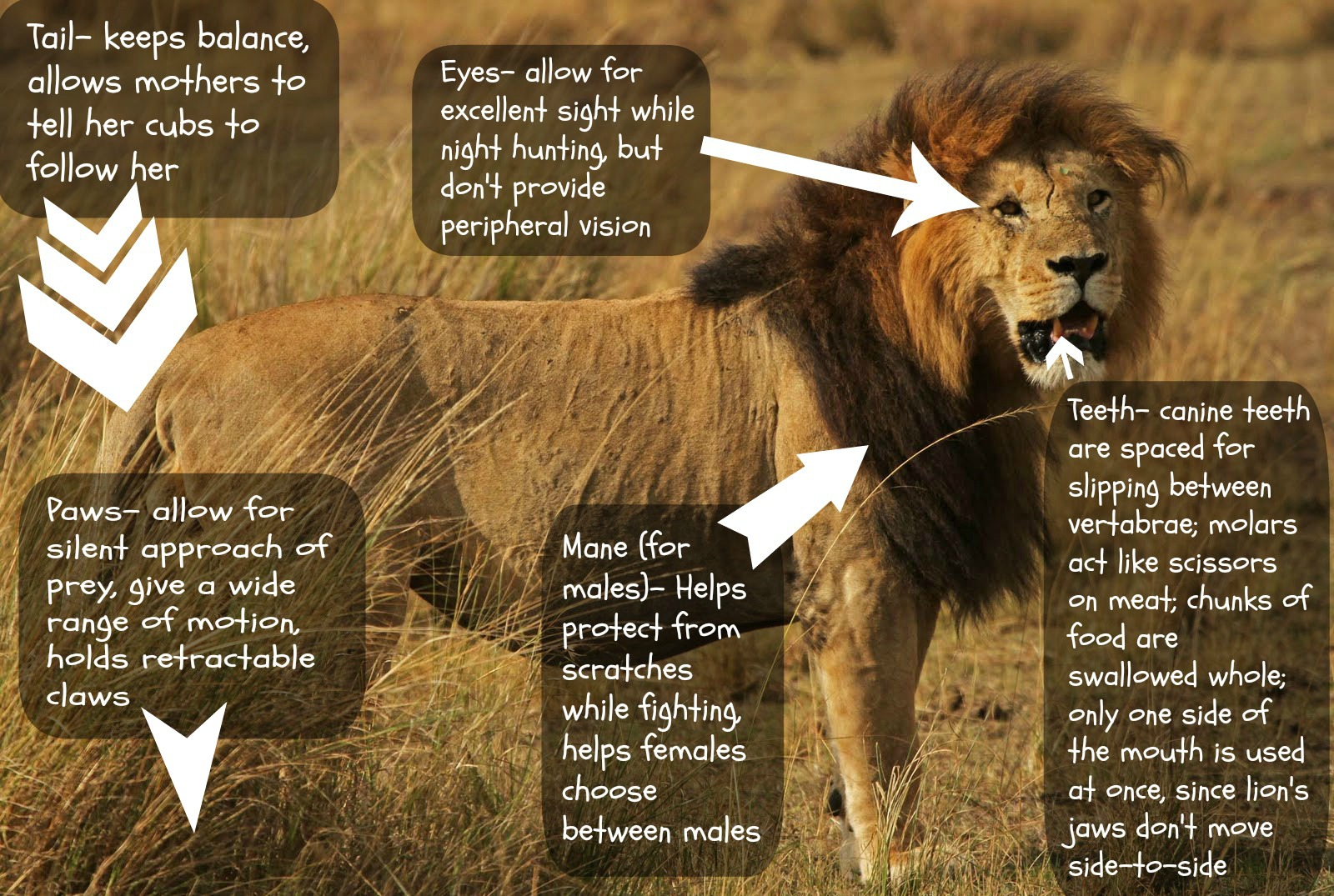 12 Strange Facts About Lions That Defy Nature