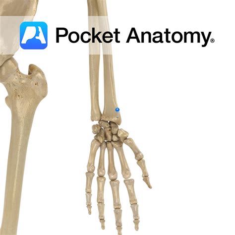 Styloid Process Of Radius