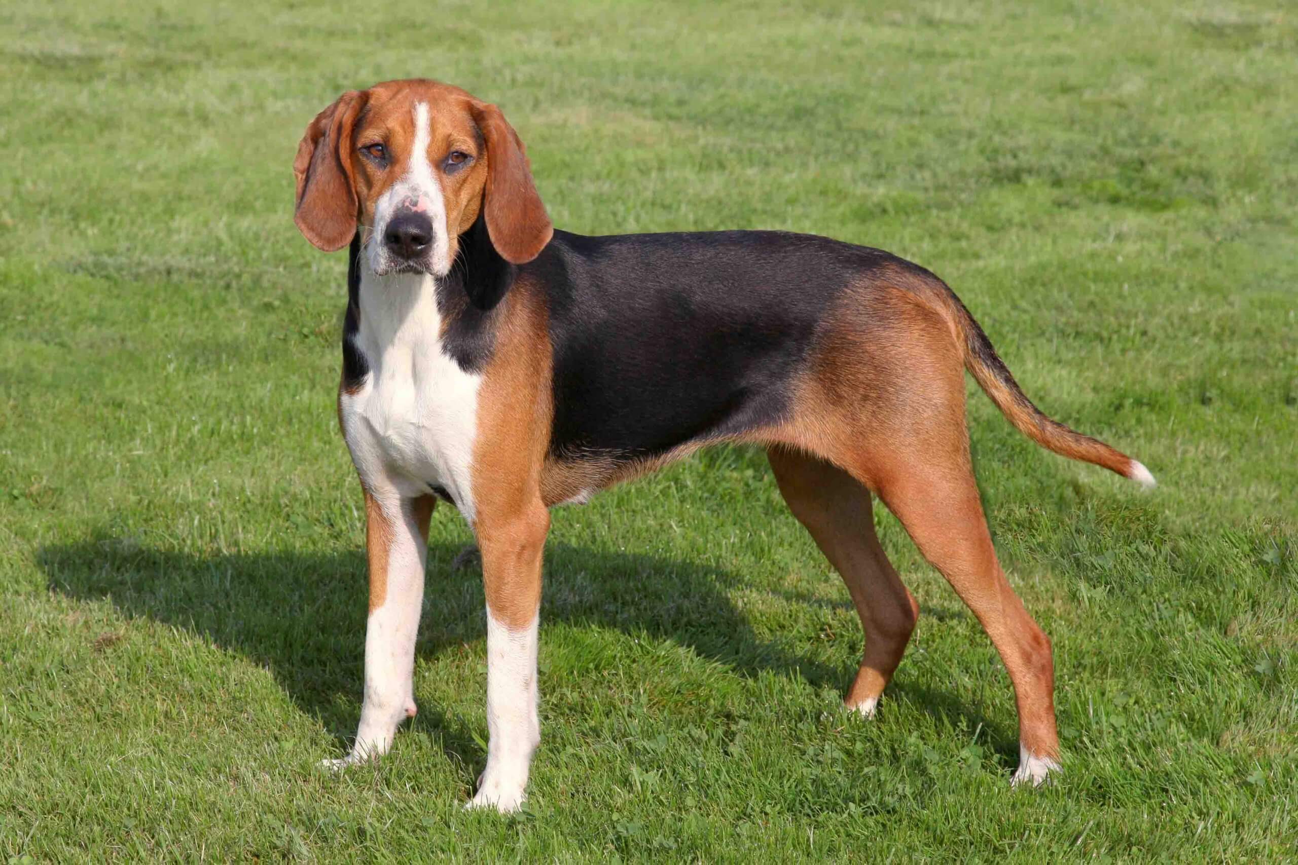 Swedish Hound Dog: A Guide To The Versatile Hunting Companion