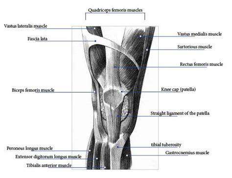The Muscles Around The Knee