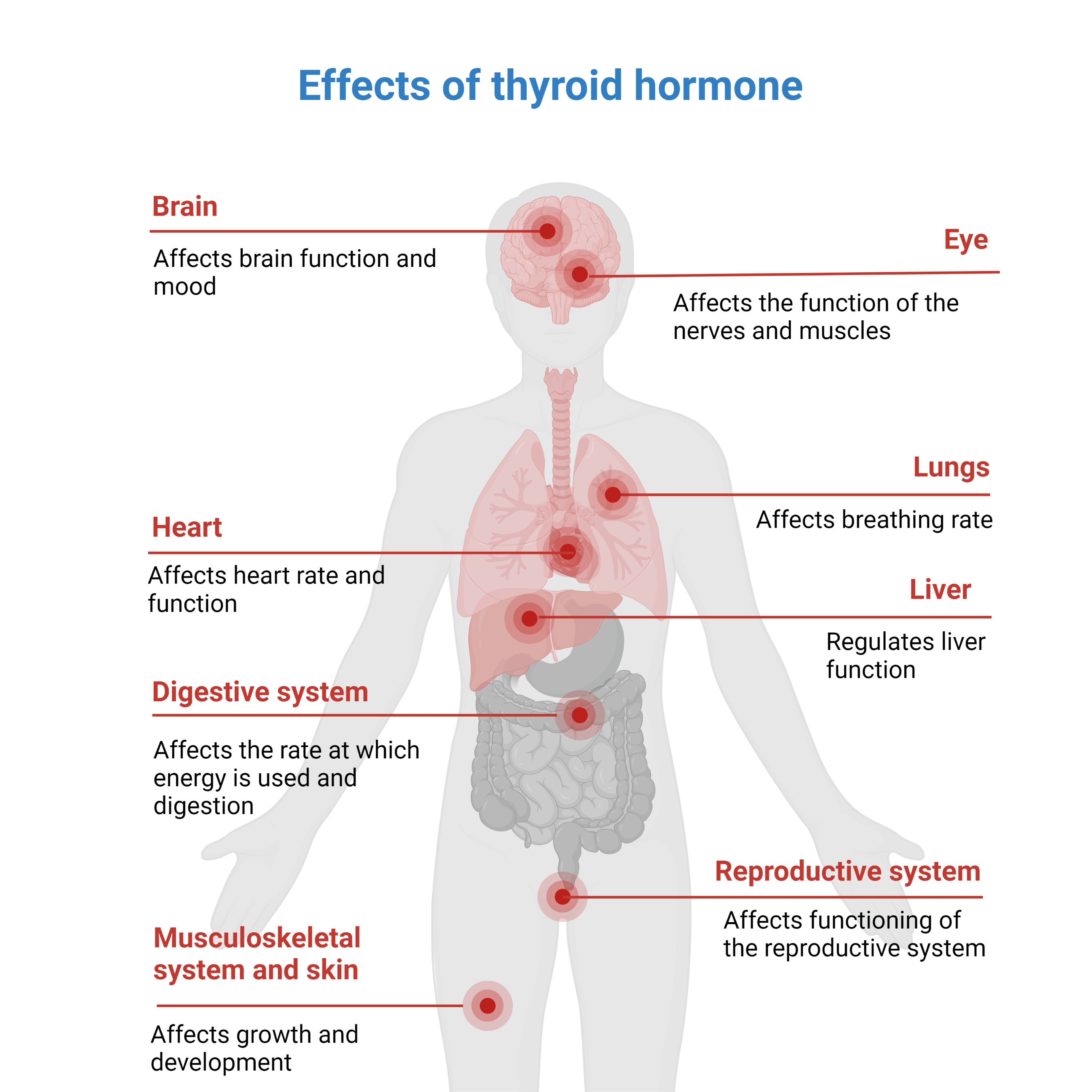 Thyroid Disease Puffy Eyes
