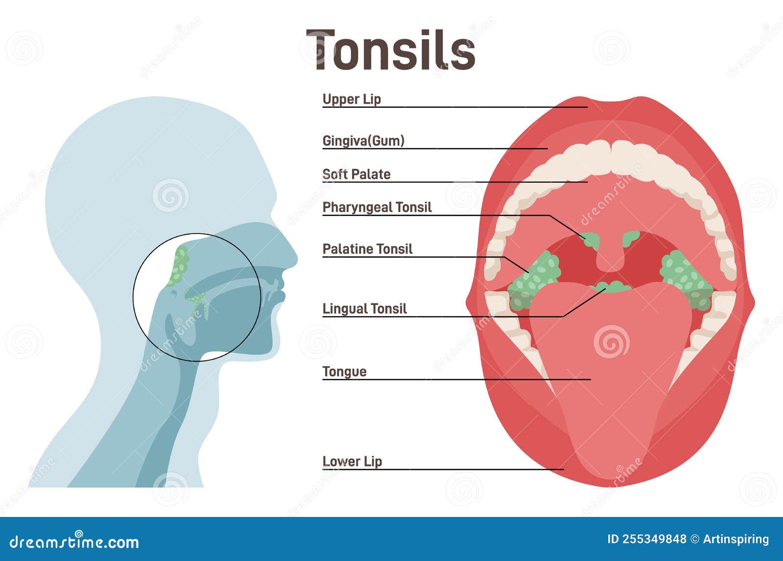 Tonsil Rocks Smell