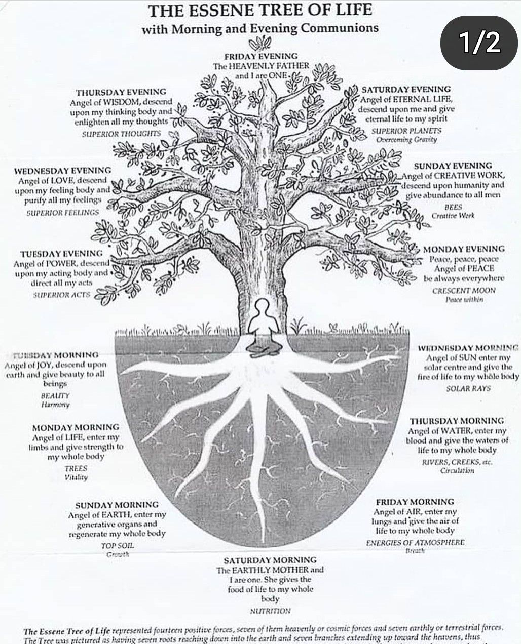 Tree Silhouette Drawing