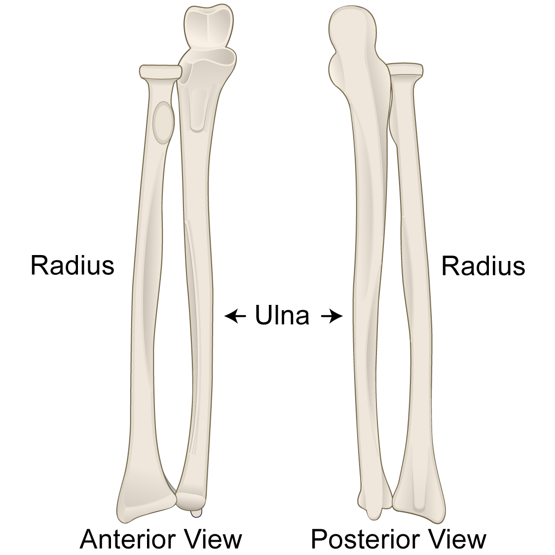 Ulnar Coronoid Process