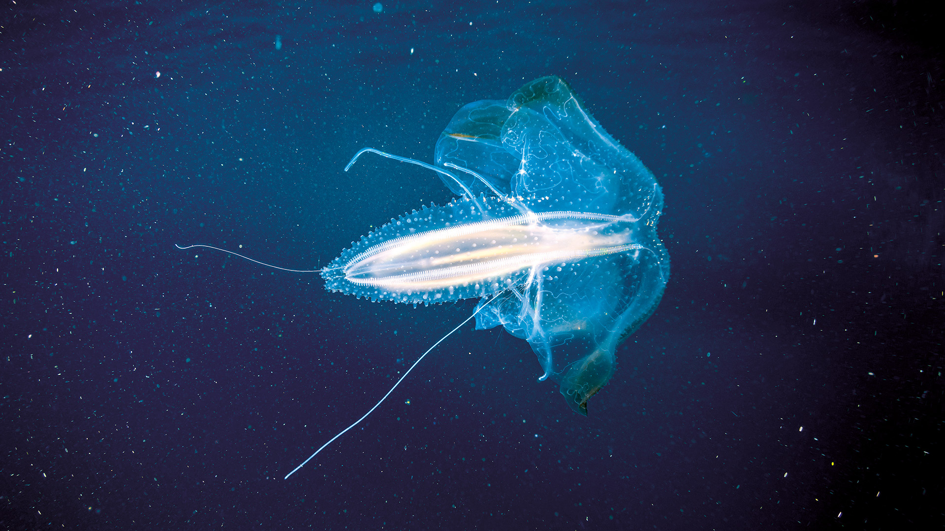 Bioluminescence And Beyond: The Unique Features Of Ctenophora