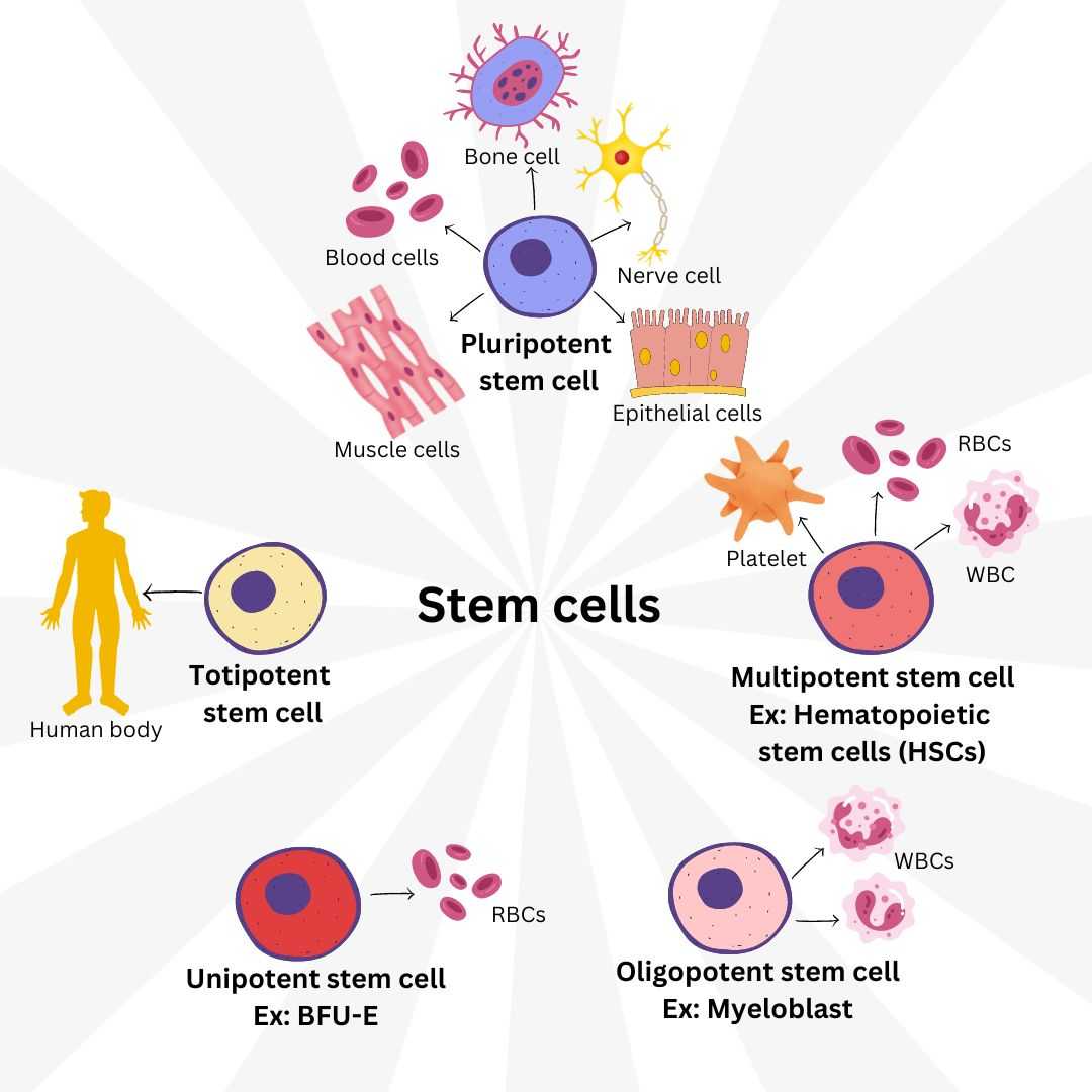 The Unique Properties Of All Stem Cells: A Biological Overview
