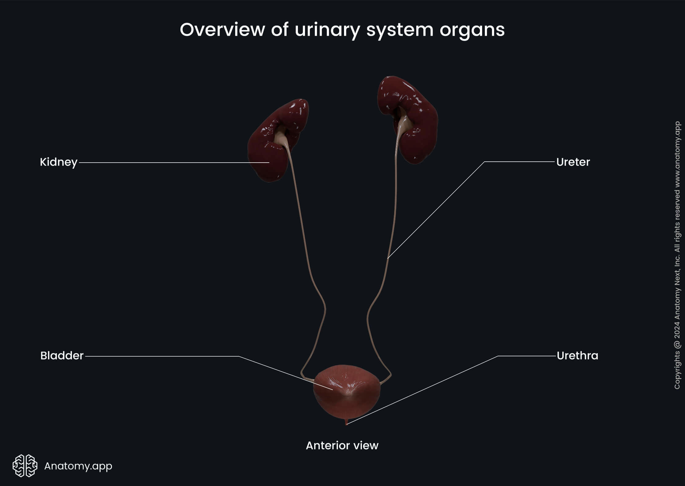Urate Oxidase Mechanism