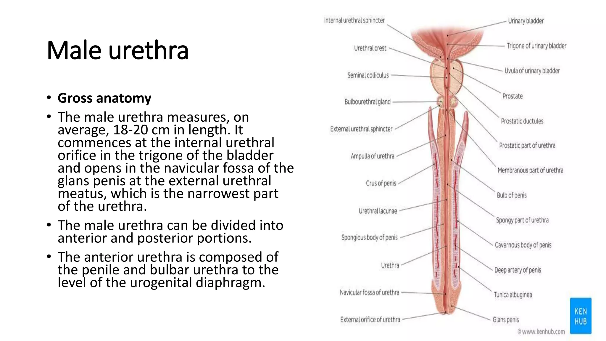Urethral Infection Discharge