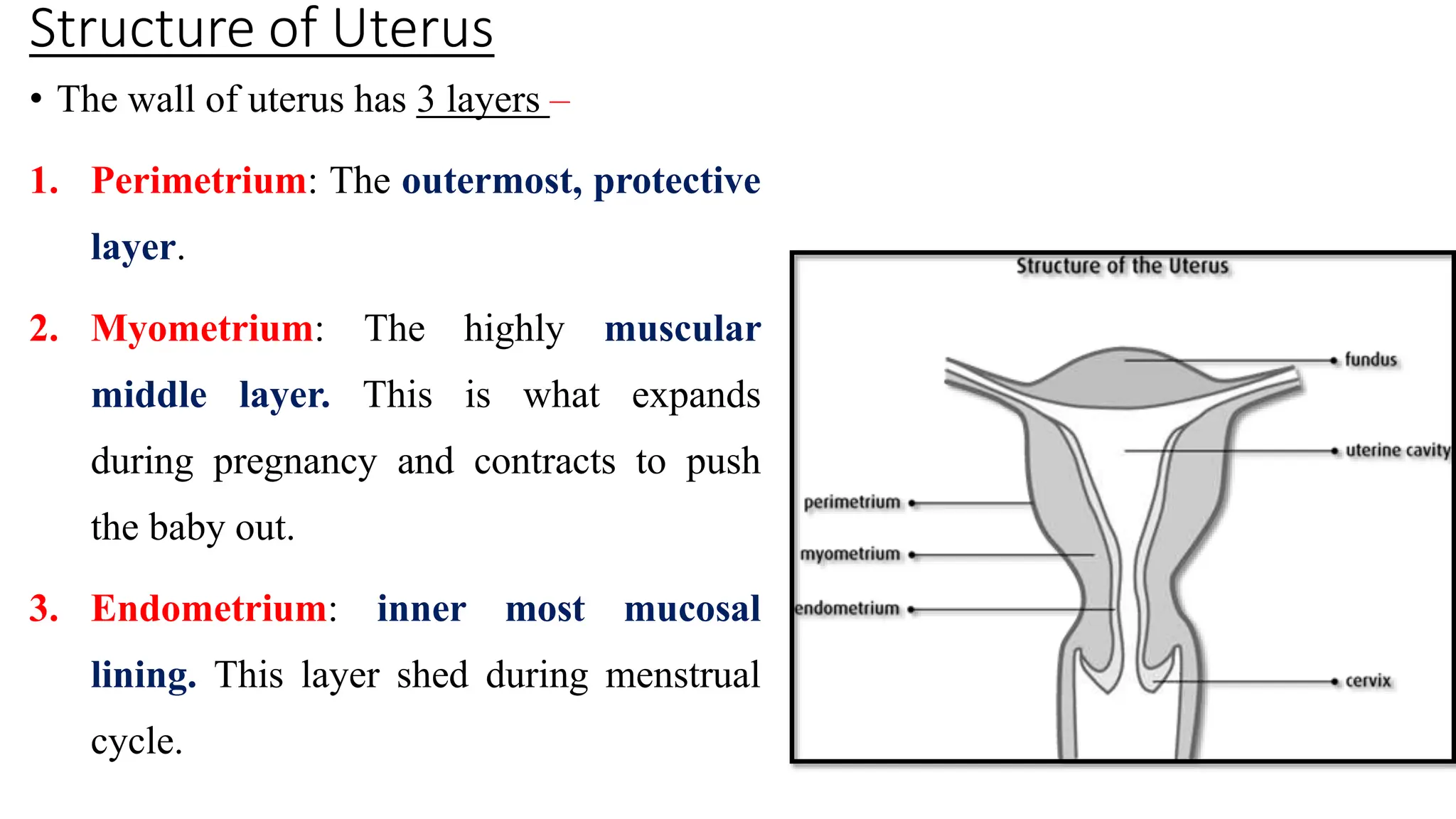 Uterus Length Normal