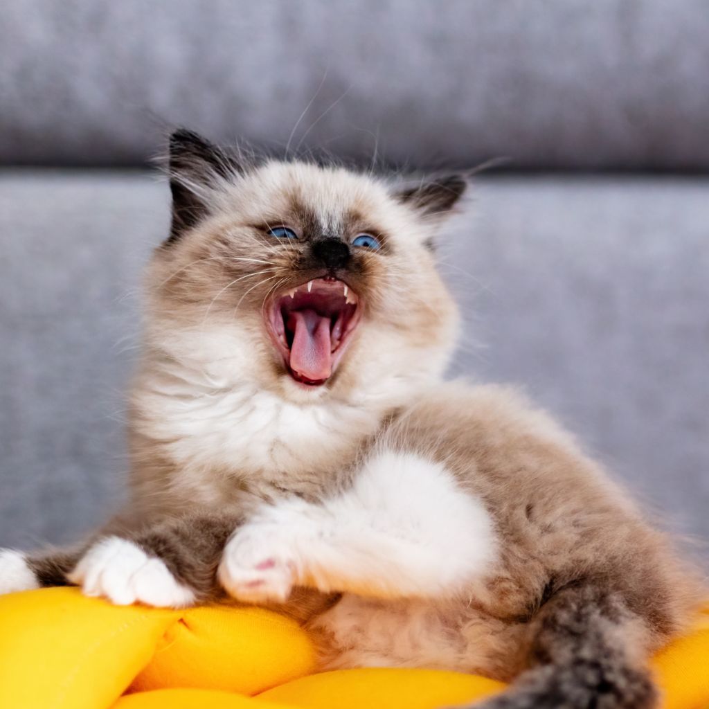 Wake Up Feeling Nausea