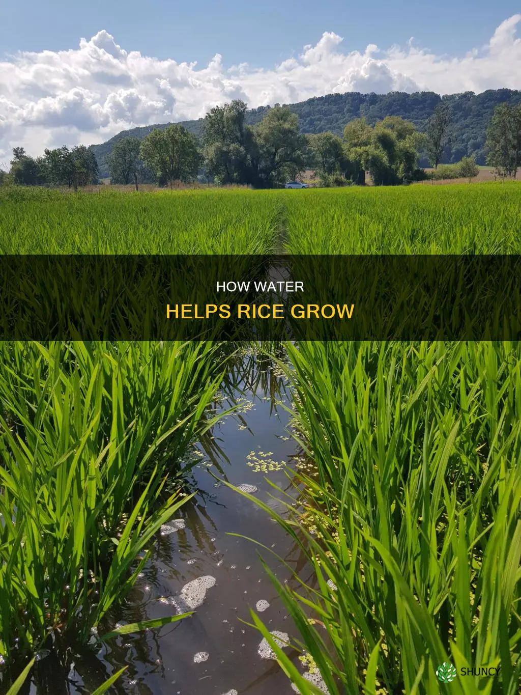 Optimizing The Water Requirement Of Rice Per Hectare For 2026 Yields