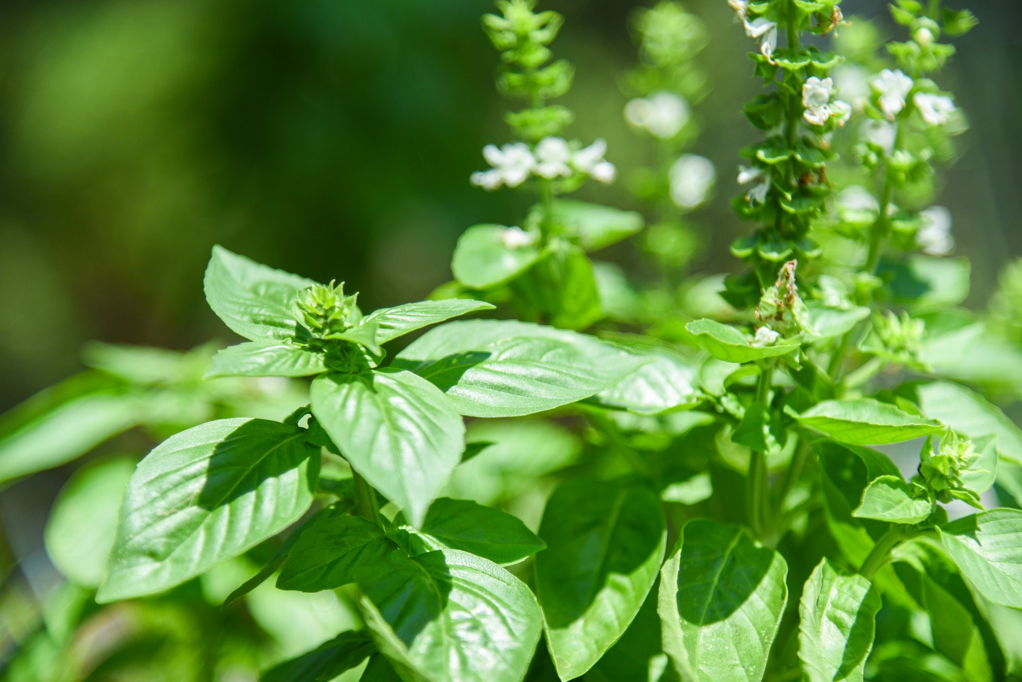 Mastering Water Requirements For Basil: A Grower’s Guide