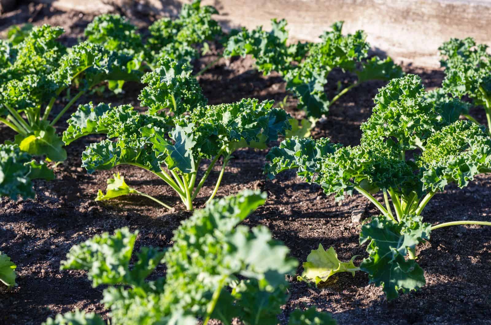 How To Master Water Requirements For Kale In Your Garden