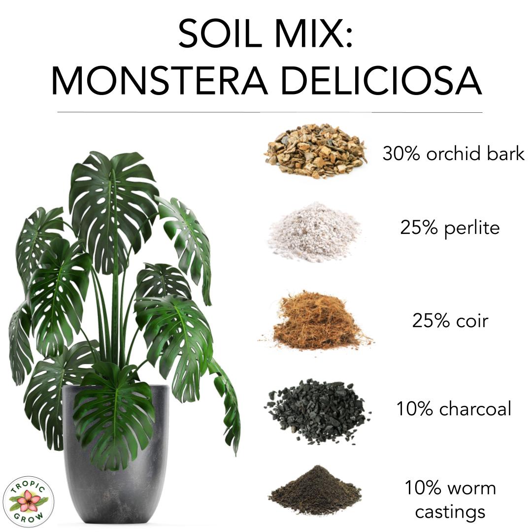 How To Master Water Requirements For Your Monstera