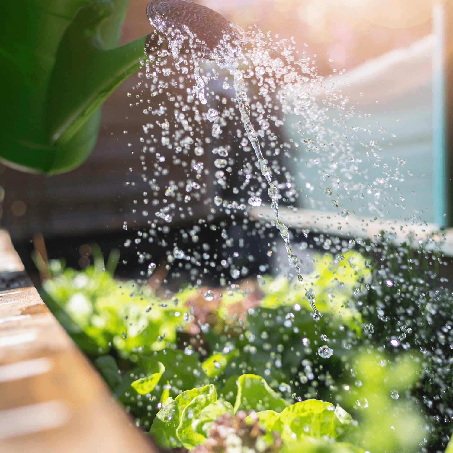 Mastering The Water Requirements Of Lettuce For A Crisp Harvest