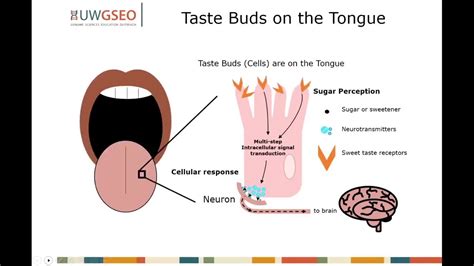What Affects Taste Buds