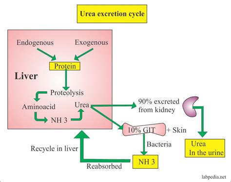 What Affects Urea Nitrogen