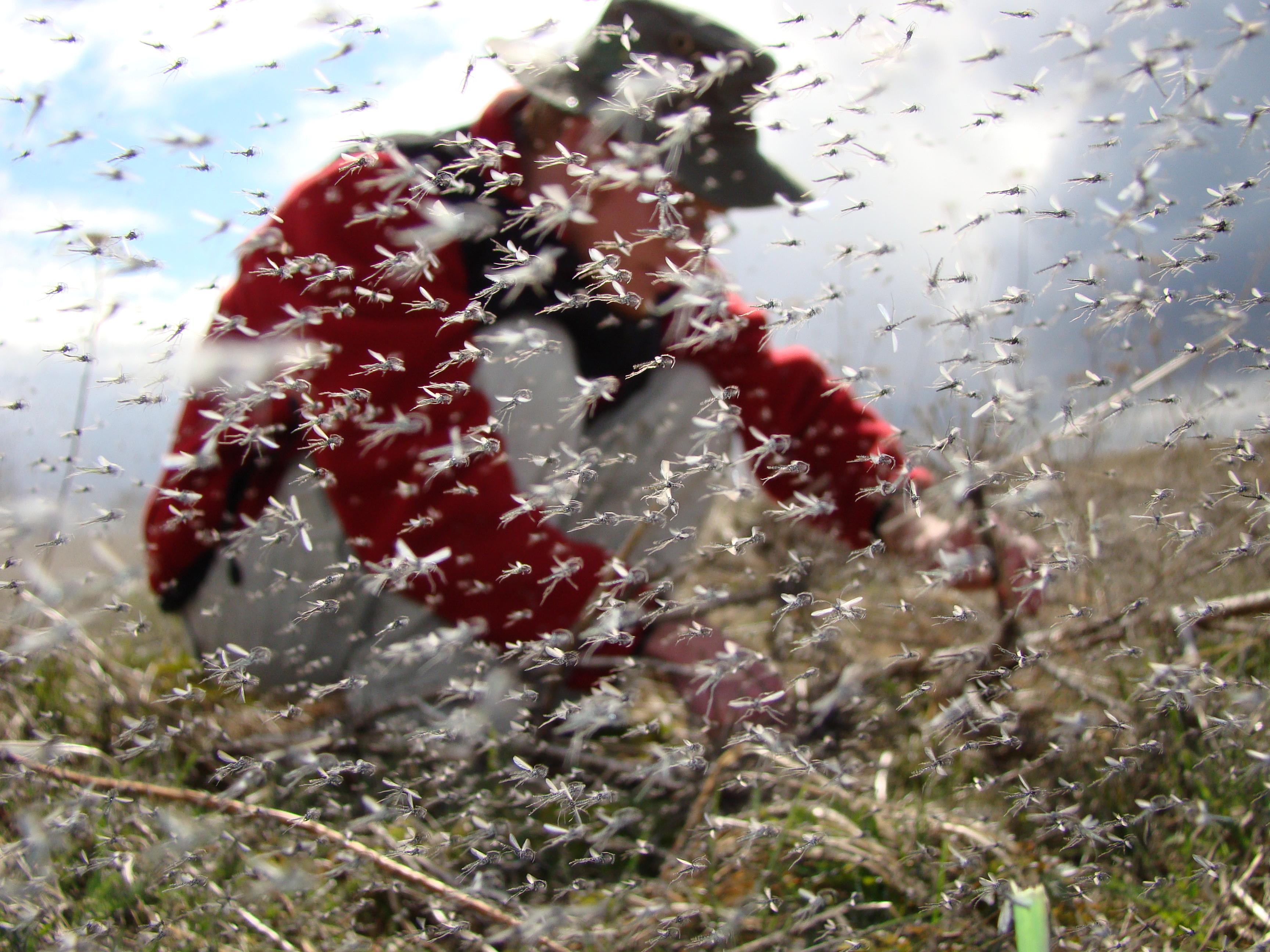 What Are Clouds Of Midges And Why Do They Swarm?