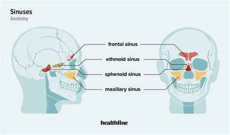 What Are Sinuses