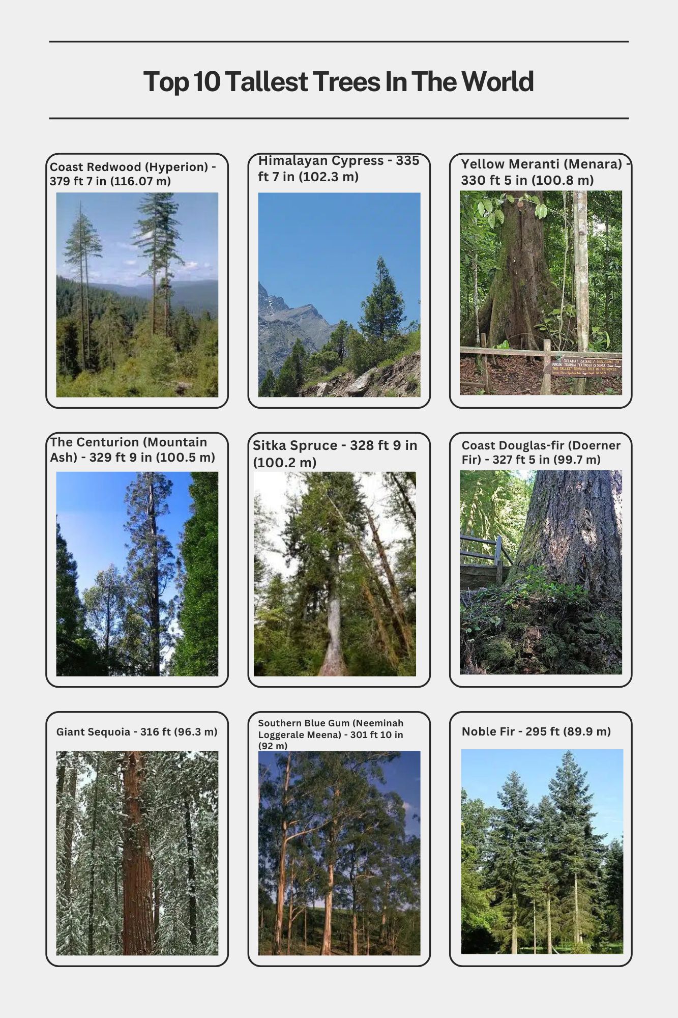 What Are Trees? A Simple Guide To Earth's Tallest Giants