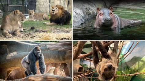What Are Zoo Animals