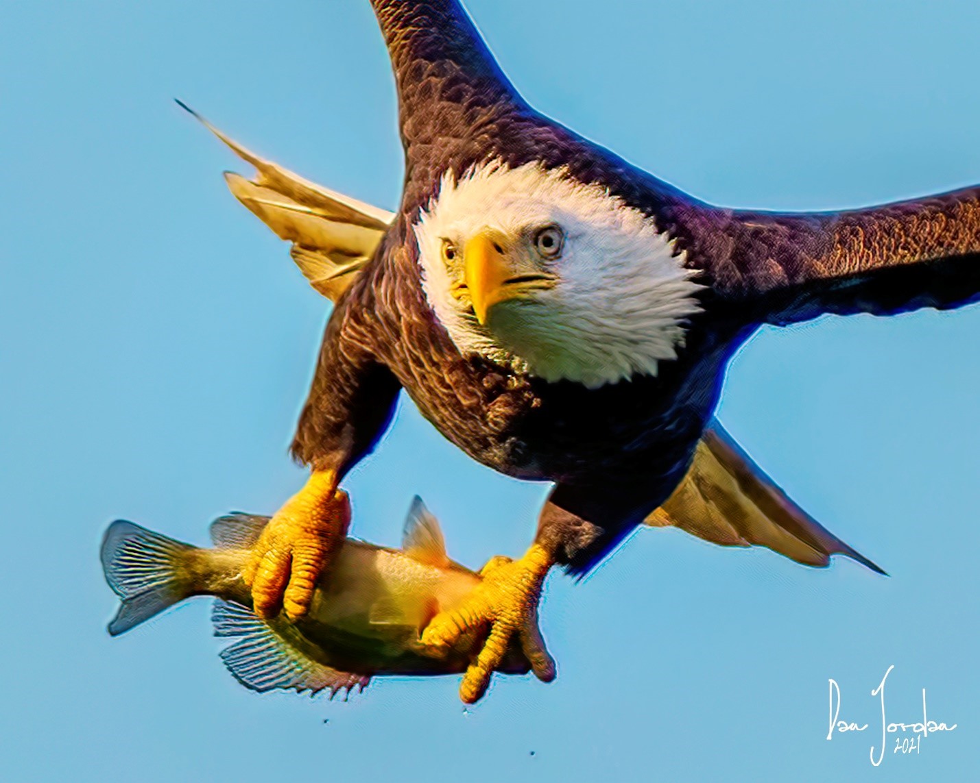 Beyond The Nest: What Birds Do Eagles Eat?