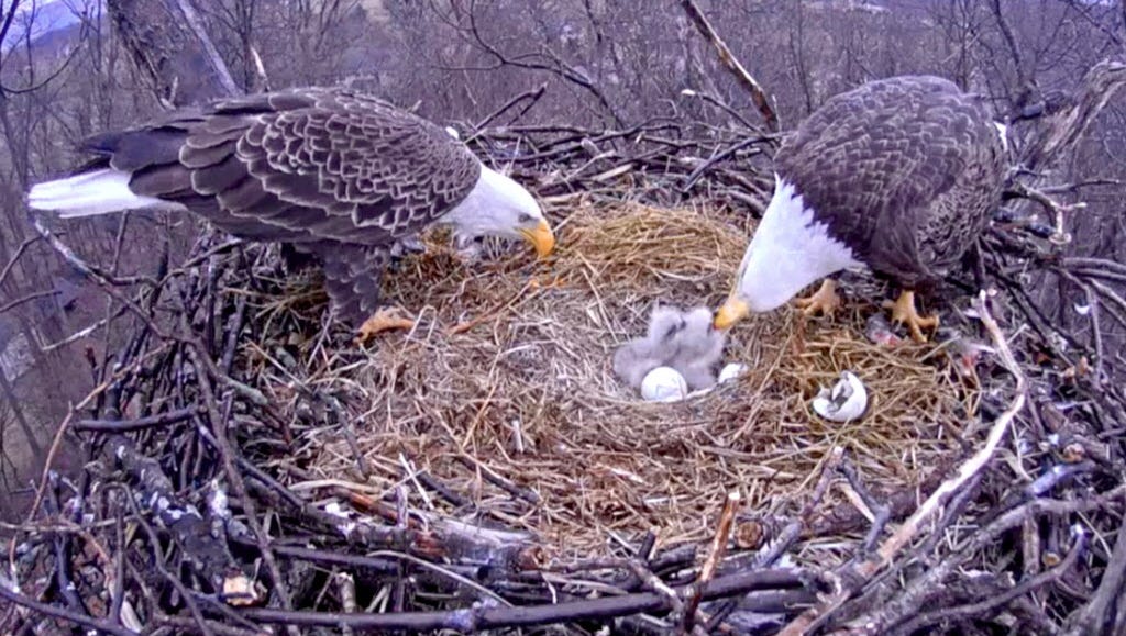 What Birds Eat Eagle Eggs? A Guide To Nest Predators