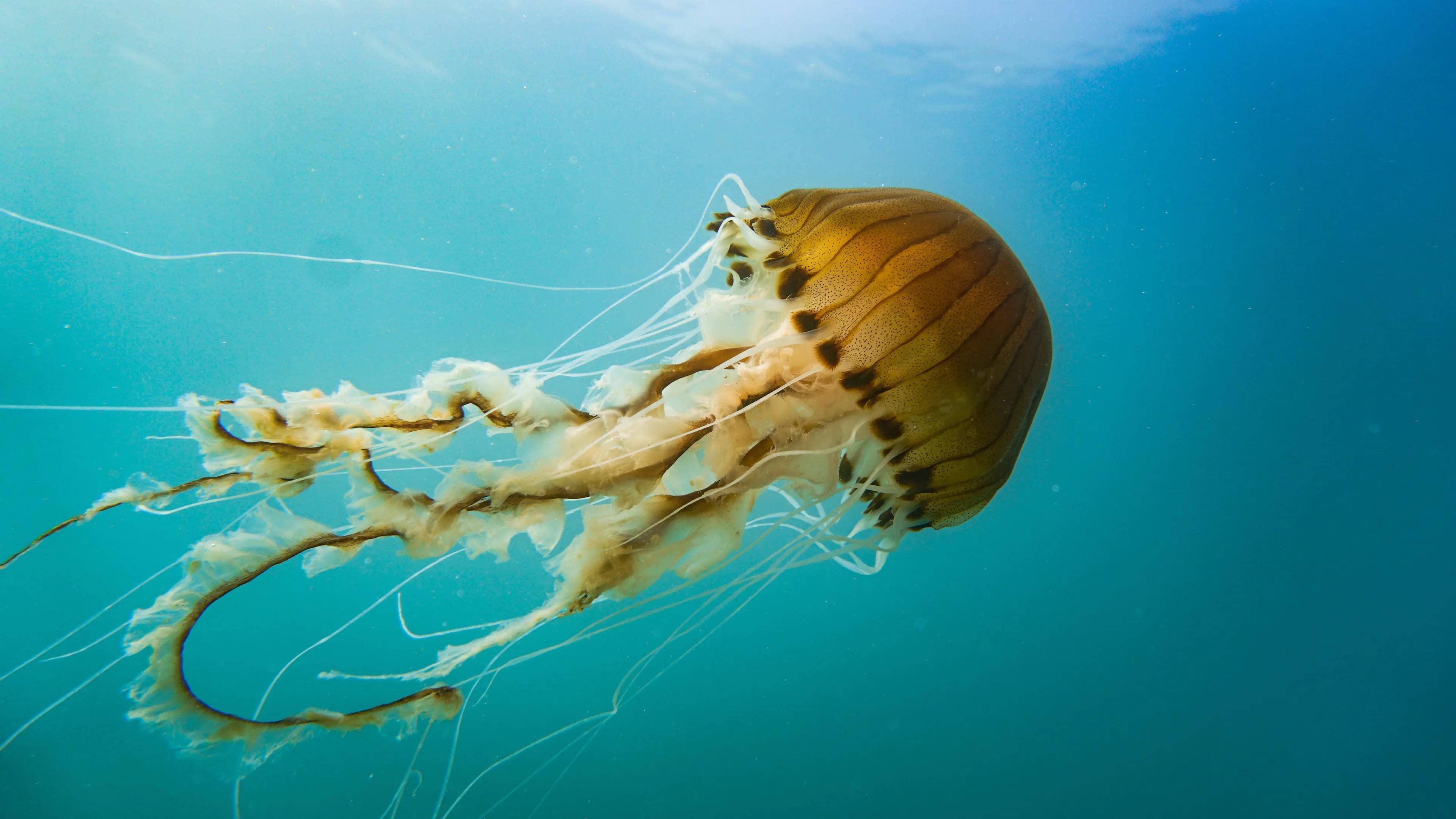 Do Birds Eat Jellyfish? The Surprising Truth Behind Sea Life
