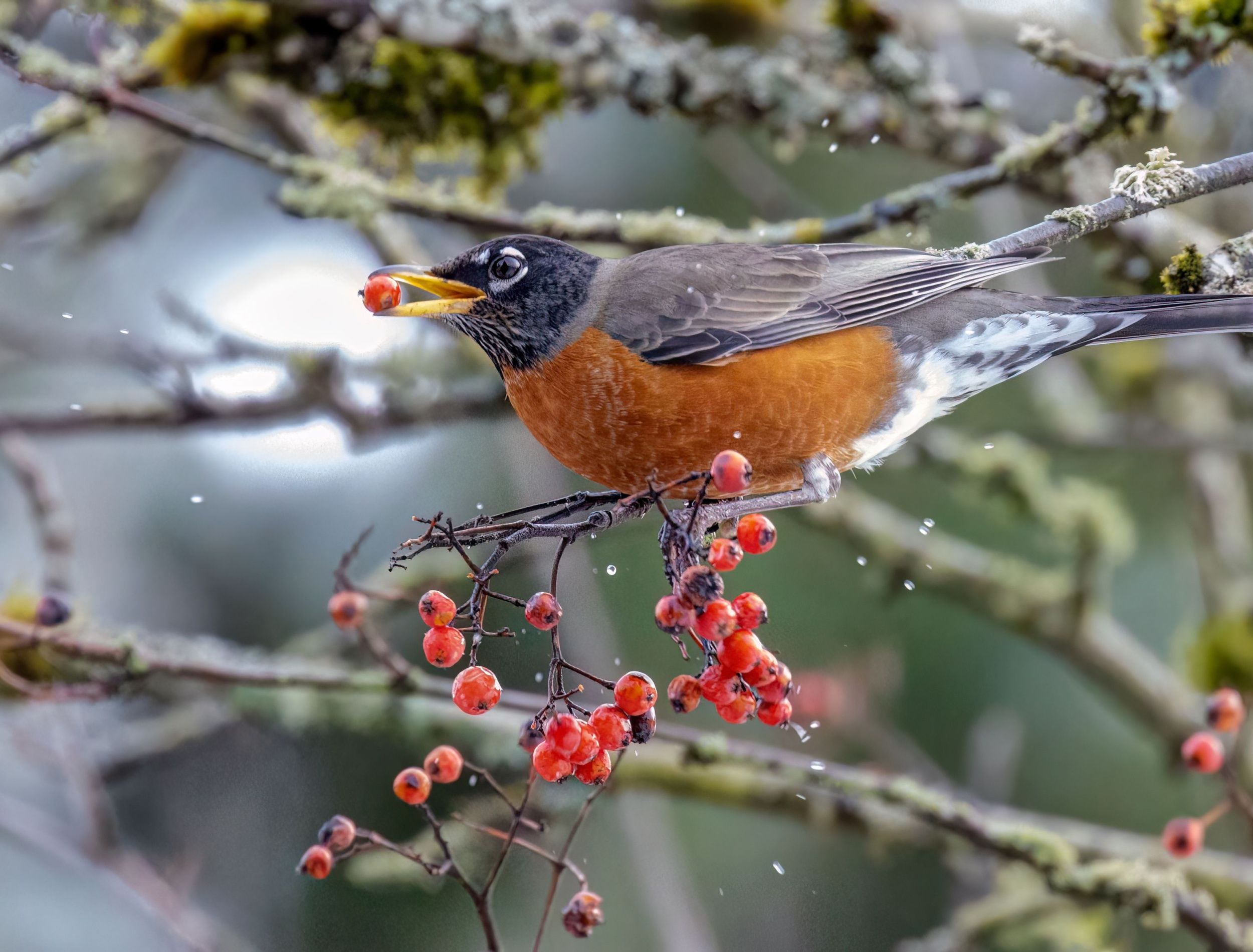 Which Birds Eat Juniper Berries? A Backyard Birding Guide